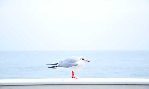 麻将起源